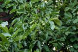 Juglans regia. Верхушка ветви с плодами. Калининградская обл., Зеленоградский р-н, г. Зеленоградск, в культуре. 30.06.2025.