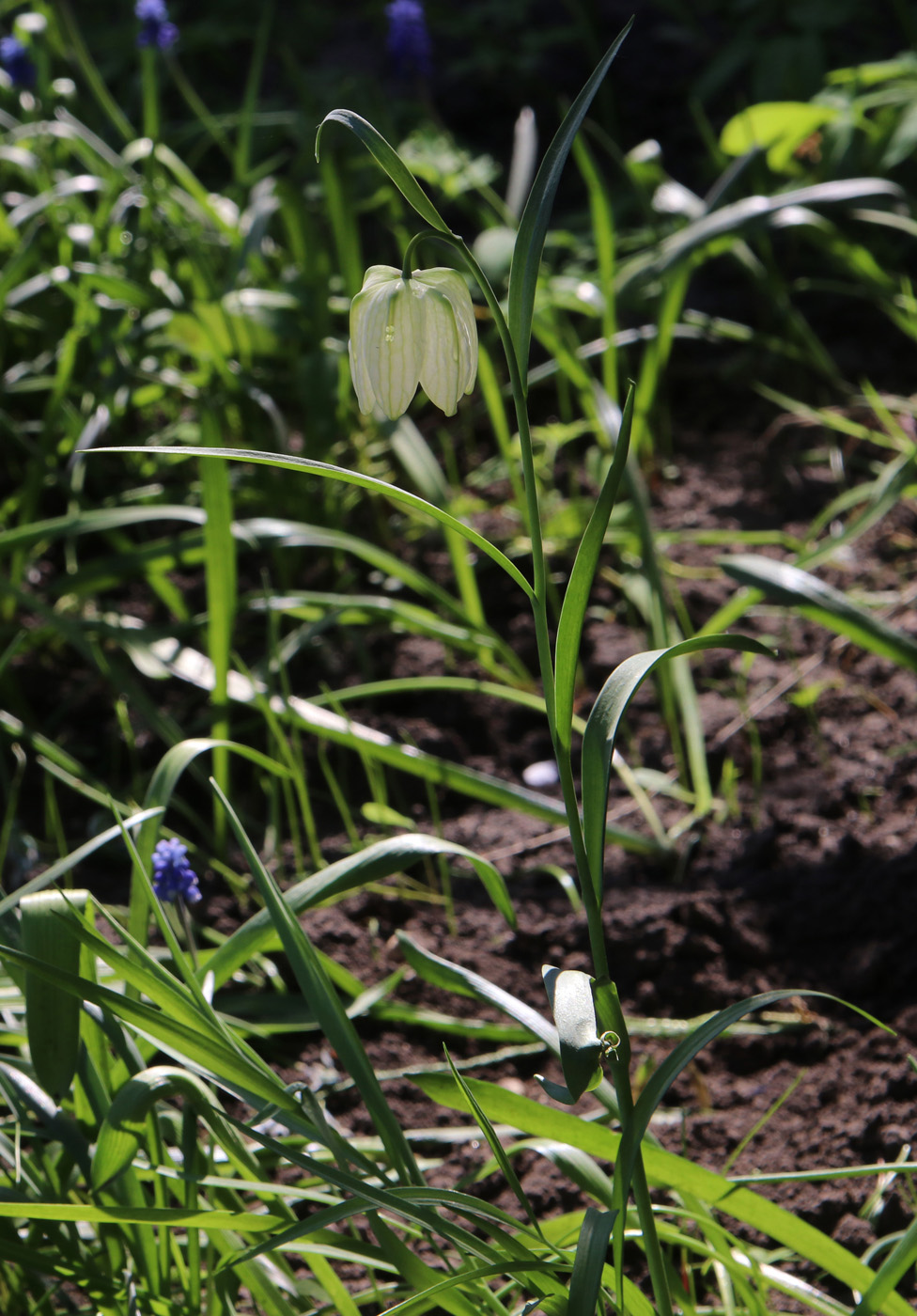 Изображение особи Fritillaria pallidiflora.