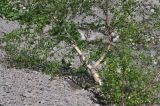 Betula litwinowii. Часть ствола дерева. Кабардино-Балкария, Эльбрусский р-н, правый берег р. Терскол в 300 м выше устья р. Сары-Кол, лавовая сыпуха. 1 июля 2018 г.