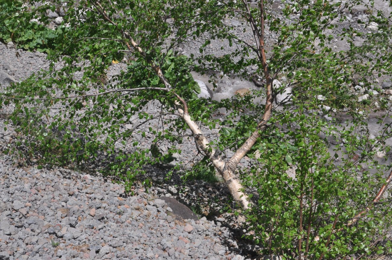 Изображение особи Betula litwinowii.