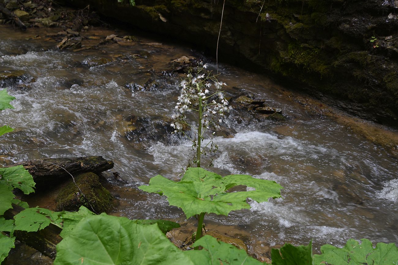 Image of Petasites albus specimen.