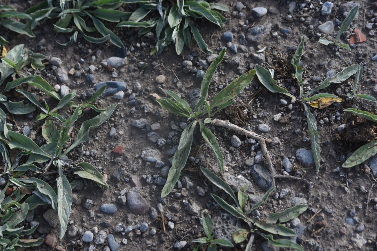 Image of Convolvulus lineatus specimen.