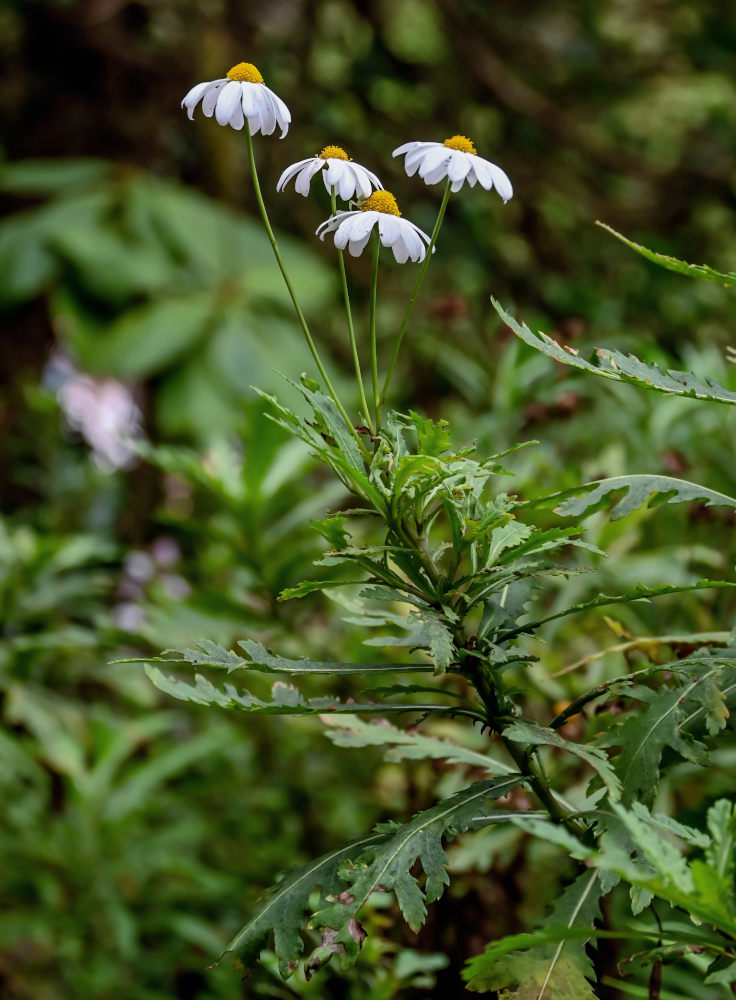 Изображение особи Argyranthemum pinnatifidum.