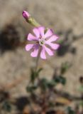 Silene colorata. Цветок и бутон. Италия, Тоскана, парк Маремма. 12.04.2011.