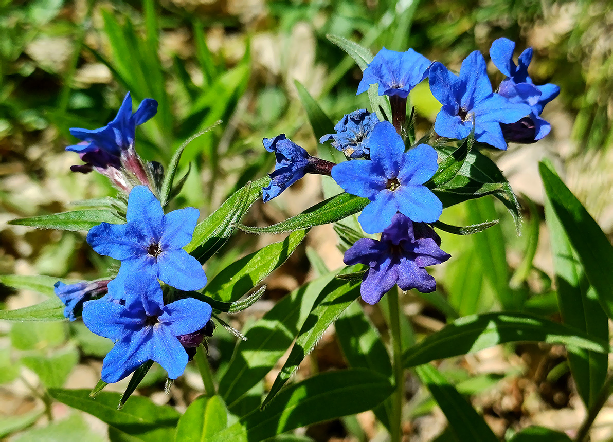 Image of Aegonychon purpurocaeruleum specimen.
