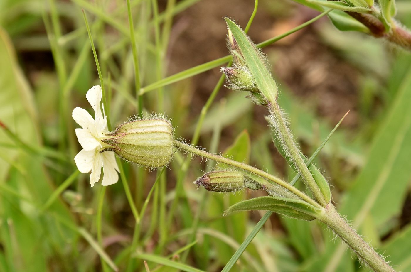 Изображение особи Melandrium astrachanicum.