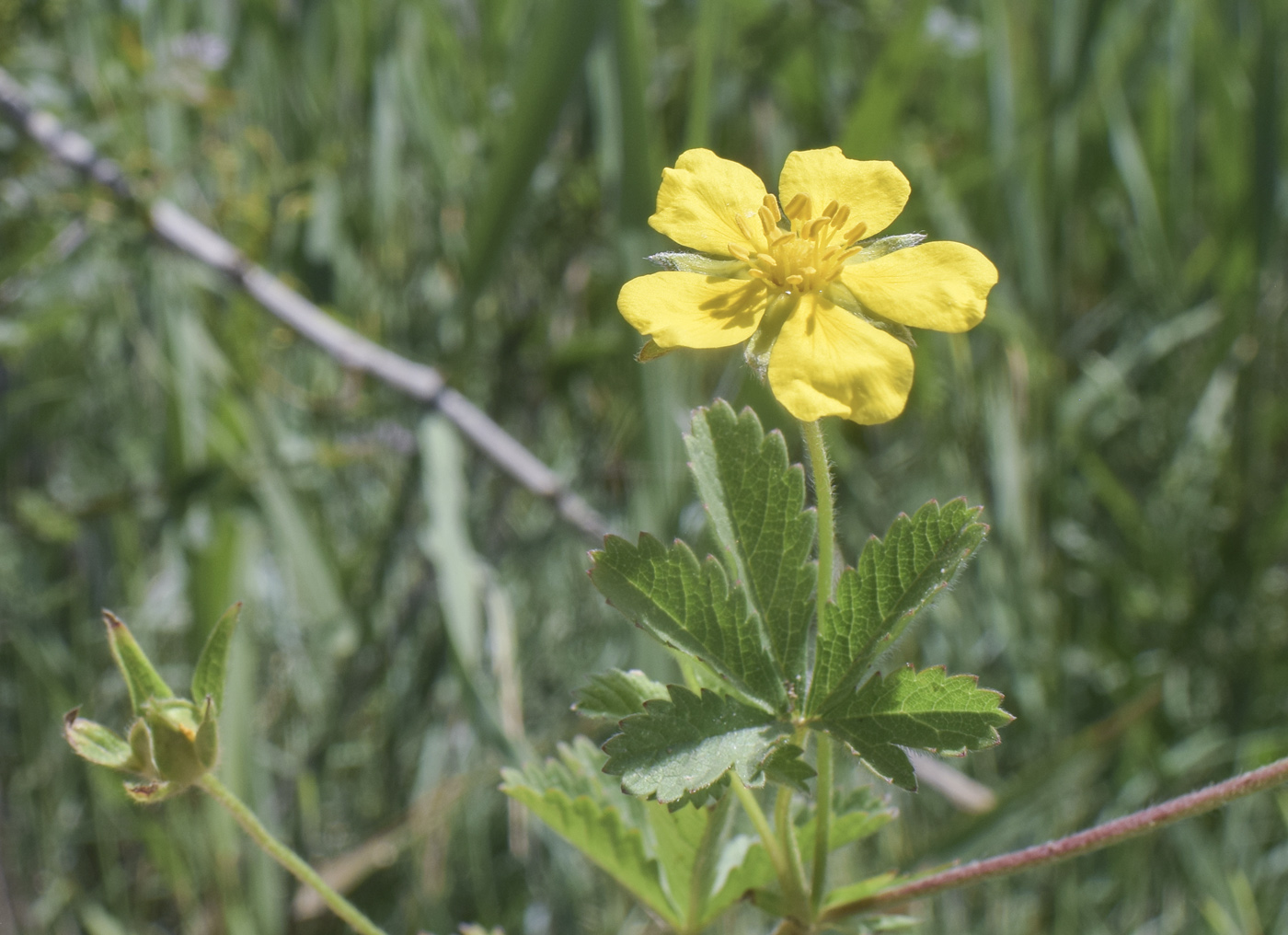 Изображение особи Potentilla reptans.