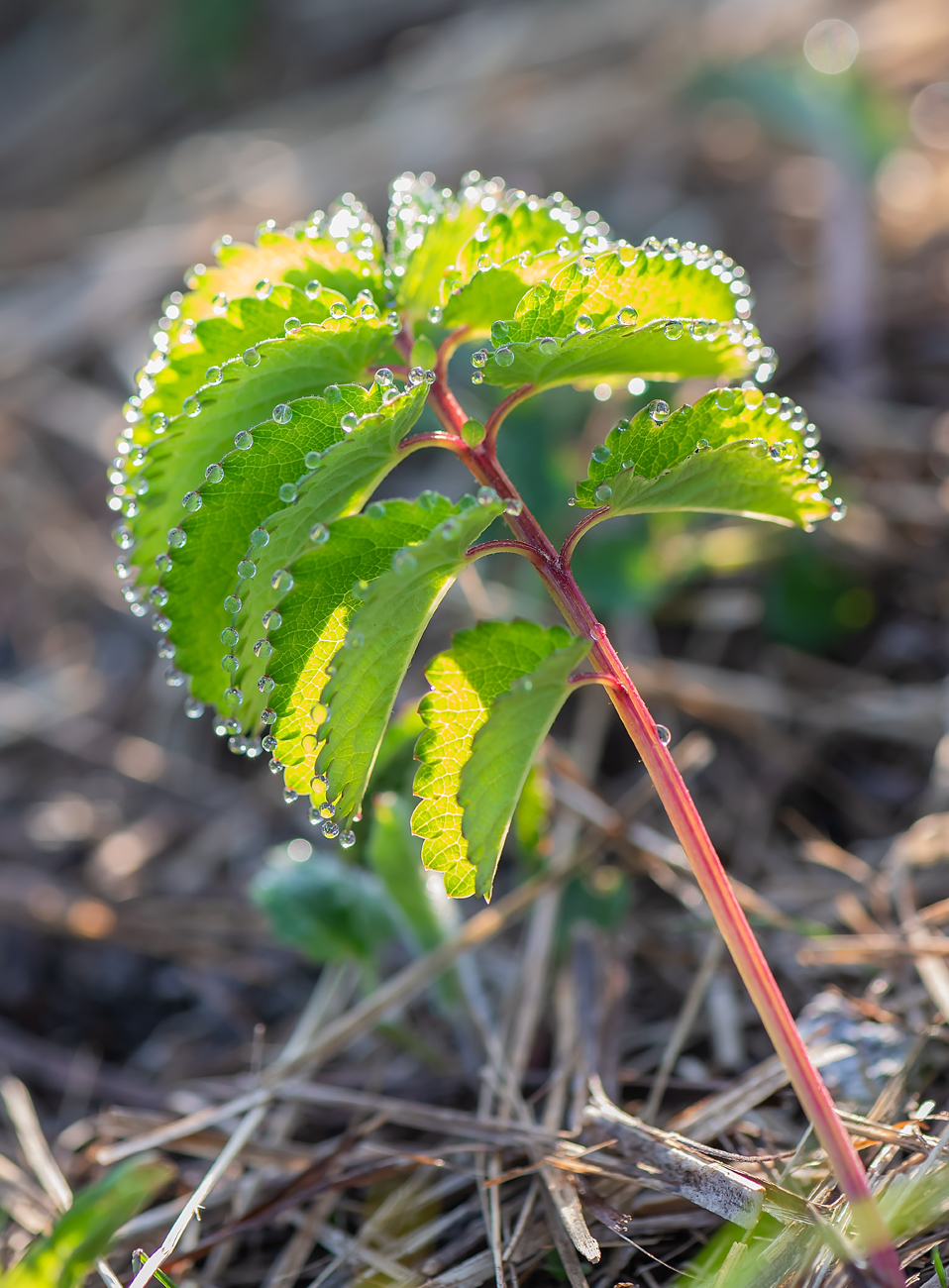 Image of genus Sanguisorba specimen.