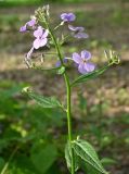 Hesperis matronalis. Верхушка цветущего растения. Московская обл., ГО Подольск, мкр-н Климовск, парк \"Дубрава\". 24.05.2026.