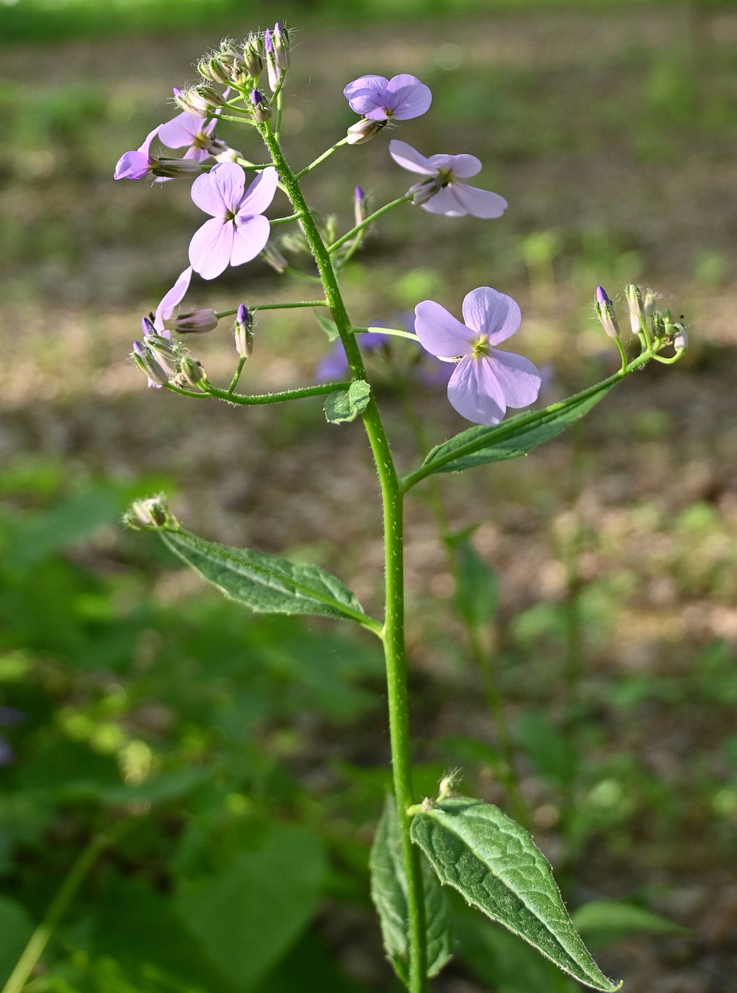 Image of Hesperis matronalis specimen.