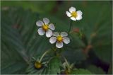 Fragaria vesca. Цветки. Московская обл., Раменский р-н, окр. ж.-д. платформы Хрипань, просека в смешанном лесу. 04.06.2026.