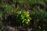 род Caltha