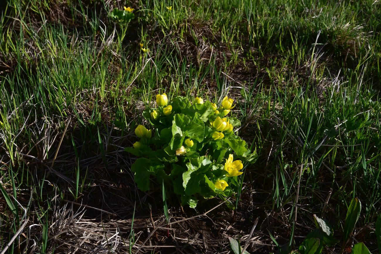 Изображение особи род Caltha.