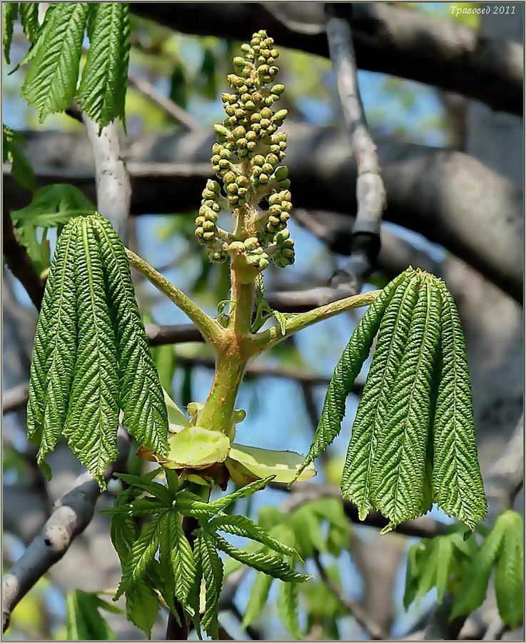 Image of Aesculus hippocastanum specimen.