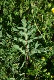 genus Eryngium. Лист. Грузия, край Самцхе-Джавахети, Аспиндзский муниципалитет, левый берег р. Кура, ур. Тиреби, 100 м от фермы Серго, высокотравный луг. 10 июня 2026 г.