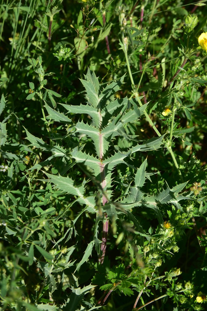 Image of genus Eryngium specimen.