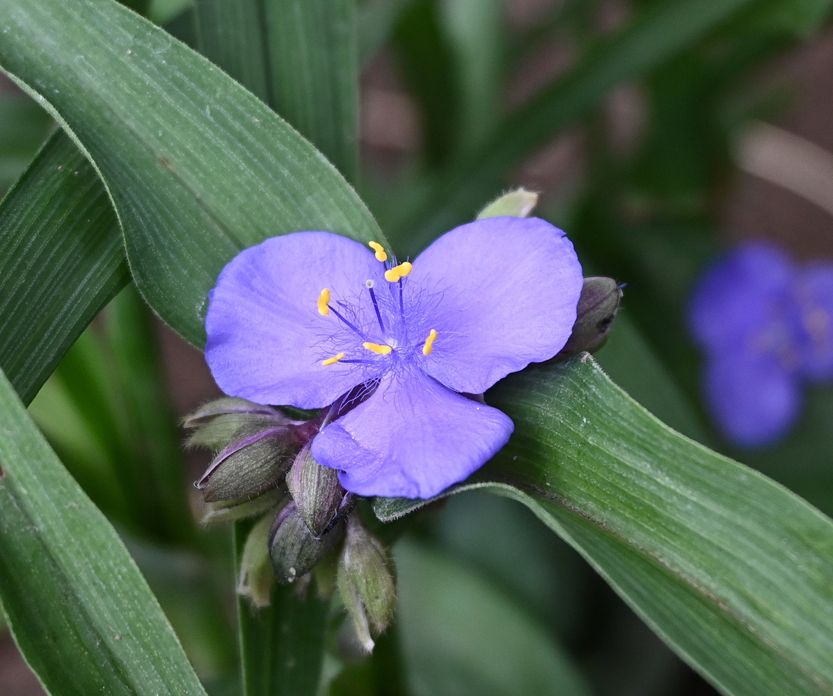 Изображение особи Tradescantia virginiana.