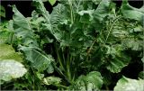 Brassica oleracea