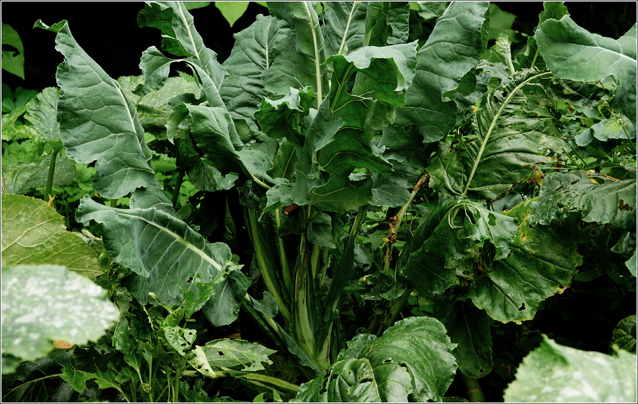 Изображение особи Brassica oleracea.