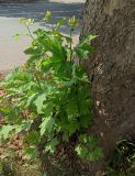 род Platanus