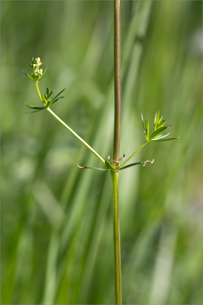 Image of genus Galium specimen.