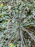 Yucca glauca. Верхушка растения. Волгоград, Красноармейский р-н, дендрарий. 23.10.2026.