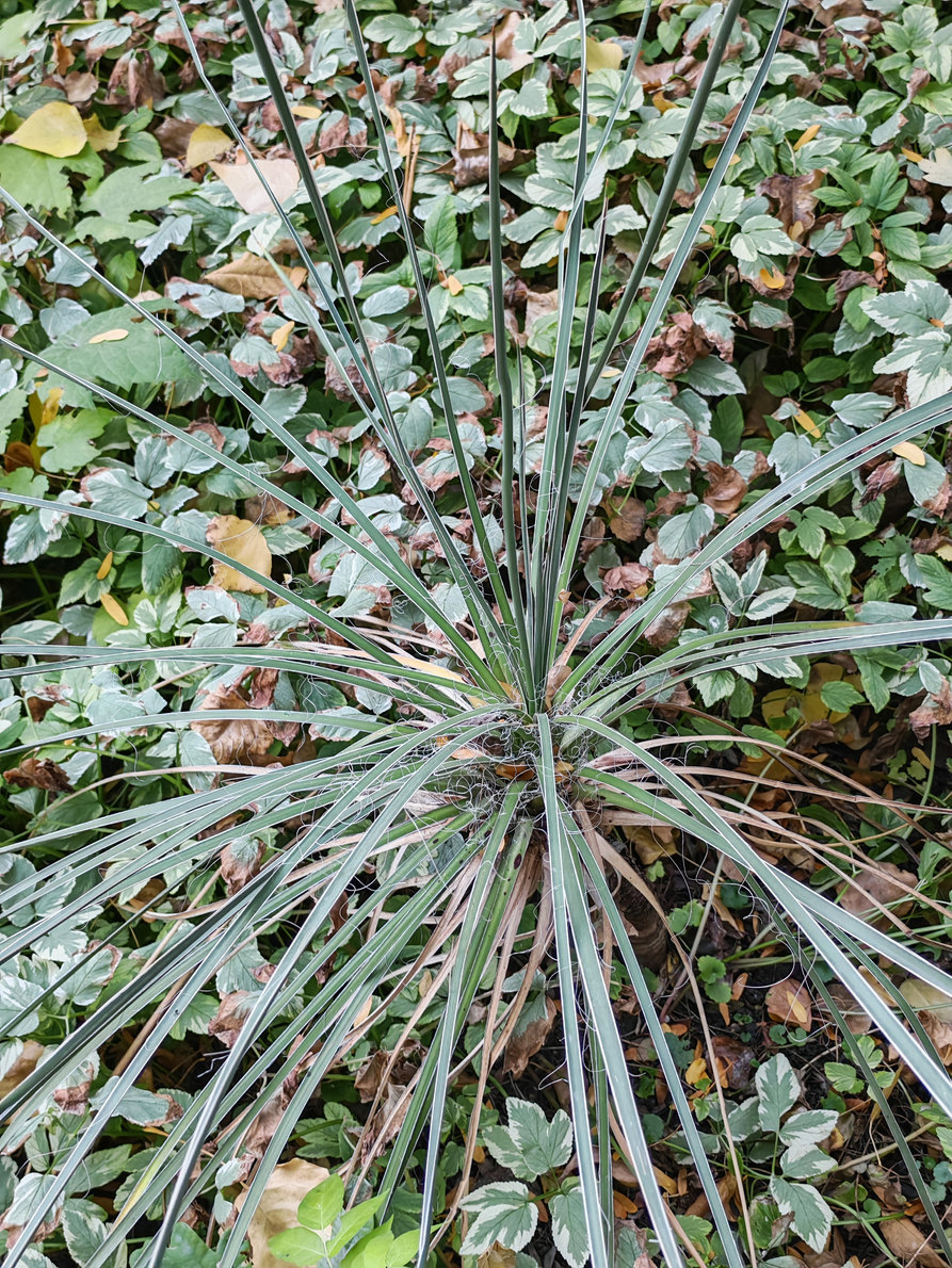 Image of Yucca glauca specimen.