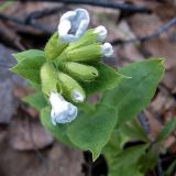 Pulmonaria obscura