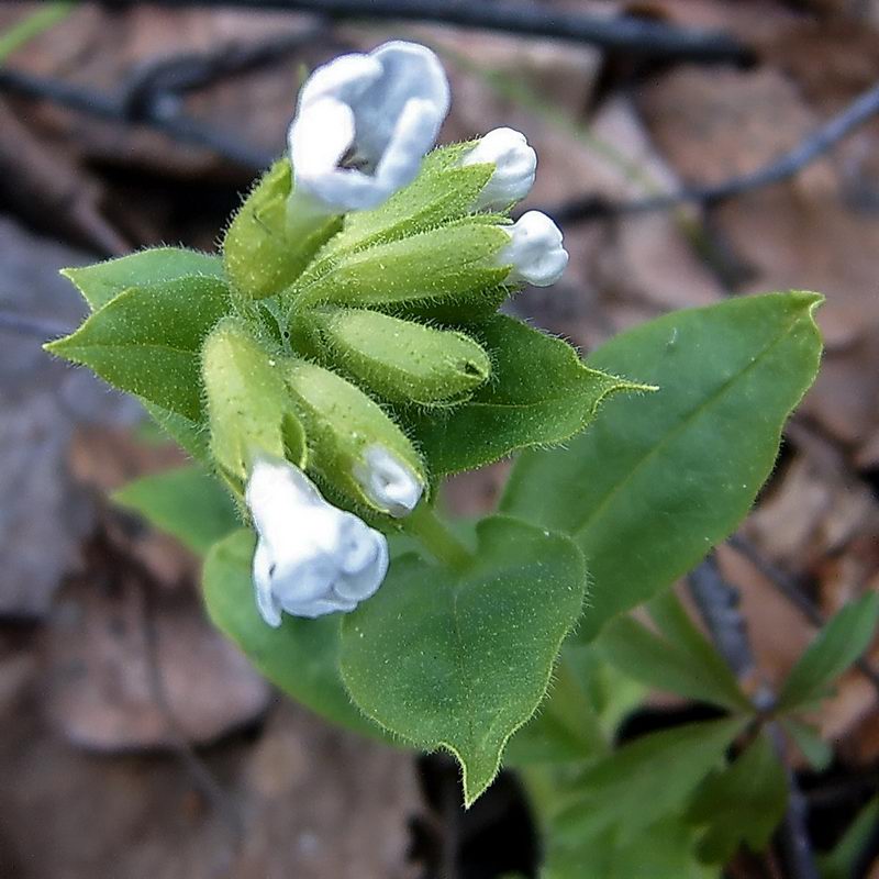 Изображение особи Pulmonaria obscura.