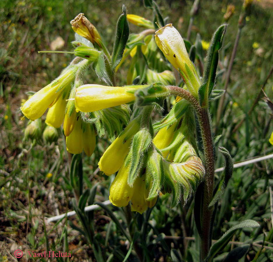 Изображение особи Onosma taurica.