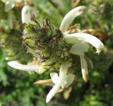 Pedicularis venusta