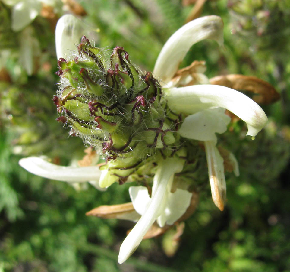 Image of Pedicularis venusta specimen.