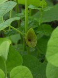 Aristolochia iberica