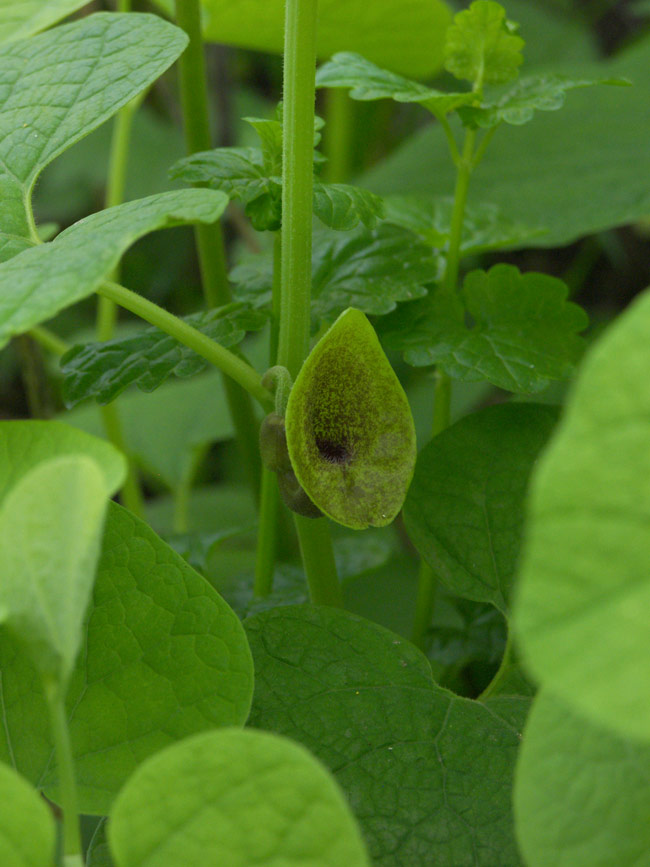 Изображение особи Aristolochia iberica.