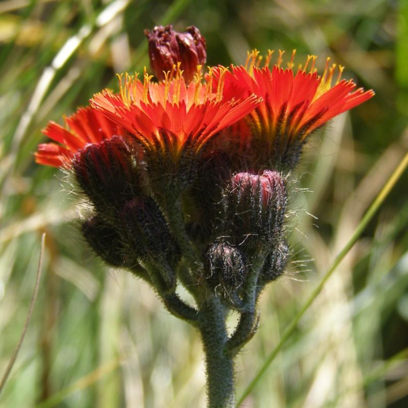 Image of Pilosella aurantiaca specimen.