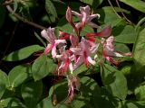 Rhododendron roseum