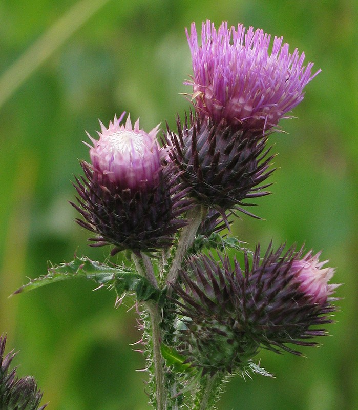 Изображение особи Carduus crispus.