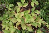 Rubus saxatilis. Побеги. Ленинградская обл., Кингисеппский р-н. 30.07.2011.