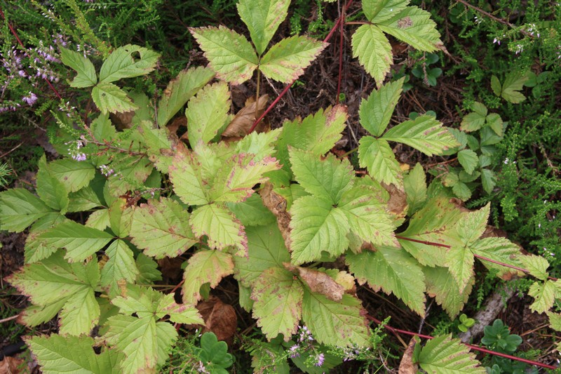 Image of Rubus saxatilis specimen.