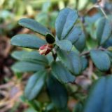 Vaccinium vitis-idaea