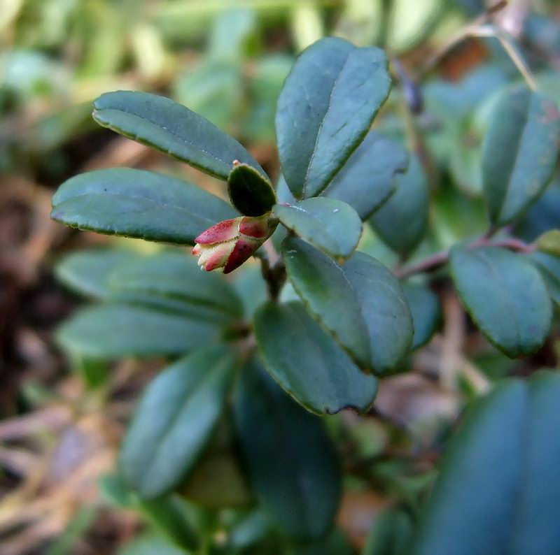 Image of Vaccinium vitis-idaea specimen.