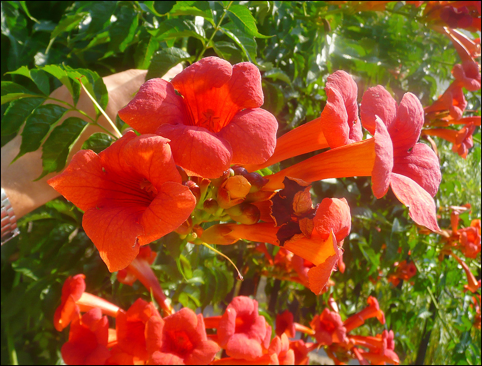 Изображение особи Campsis radicans.