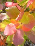 Cotinus coggygria