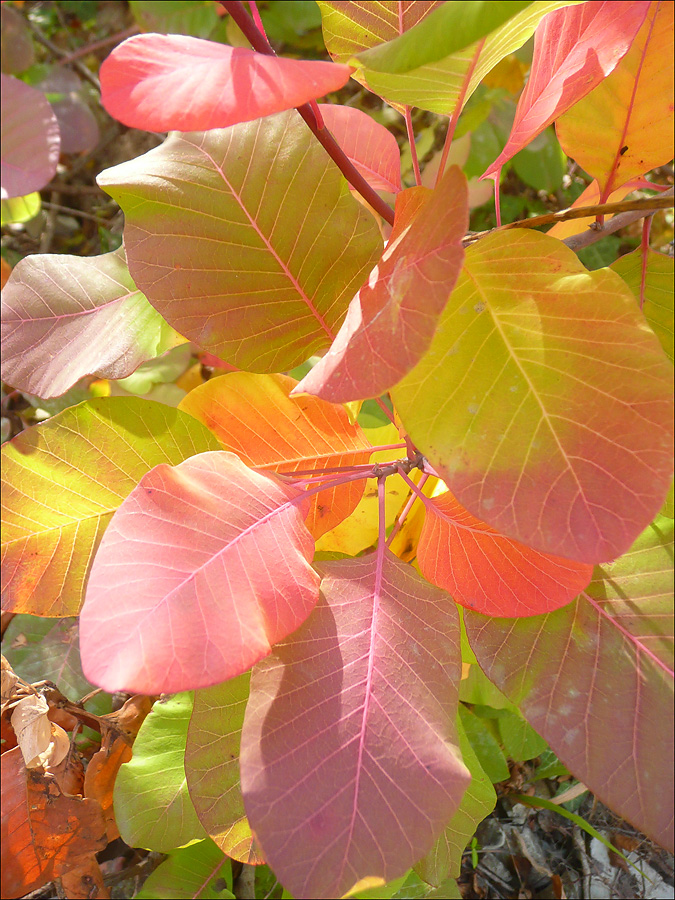 Image of Cotinus coggygria specimen.