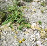 Astragalus schahrudensis. Цветущее и плодоносящее растение в сухой горной протоке. Копетдаг, Чули. Конец мая 2011 г.