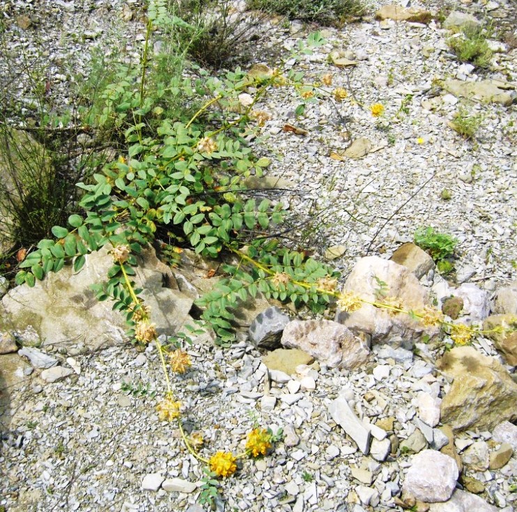 Изображение особи Astragalus schahrudensis.