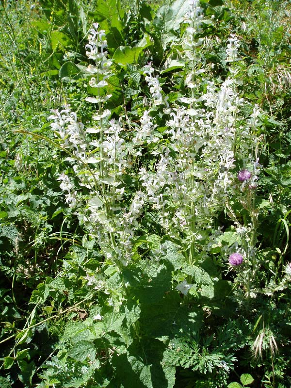 Image of Salvia sclarea specimen.