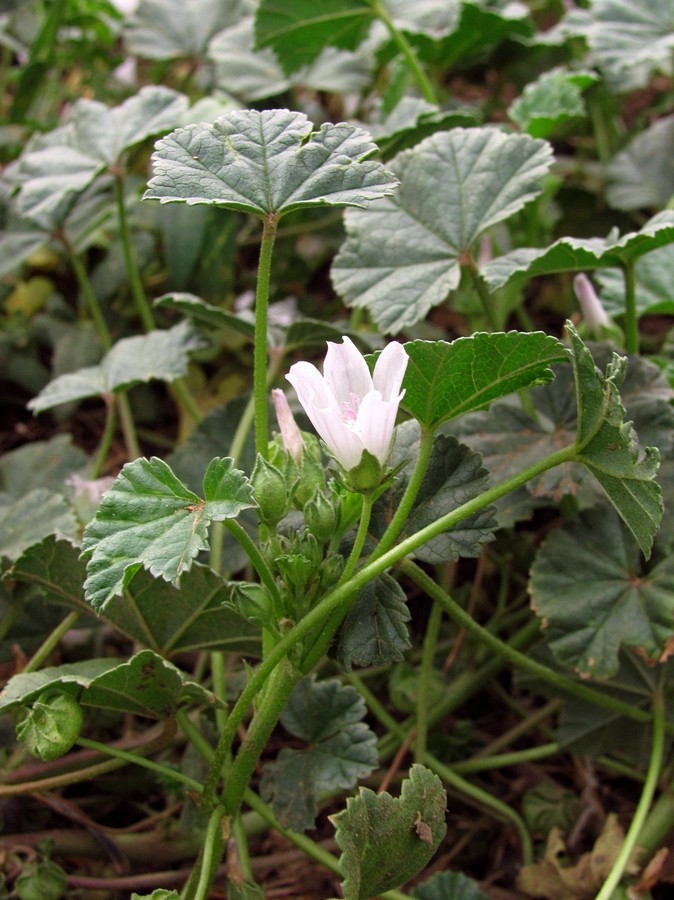 Изображение особи Malva neglecta.