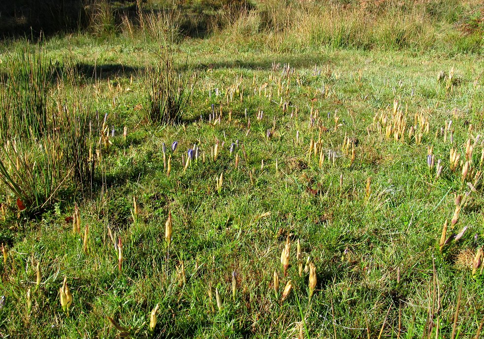 Изображение особи Gentiana pneumonanthe.