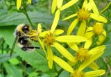 Senecio jacquinianus